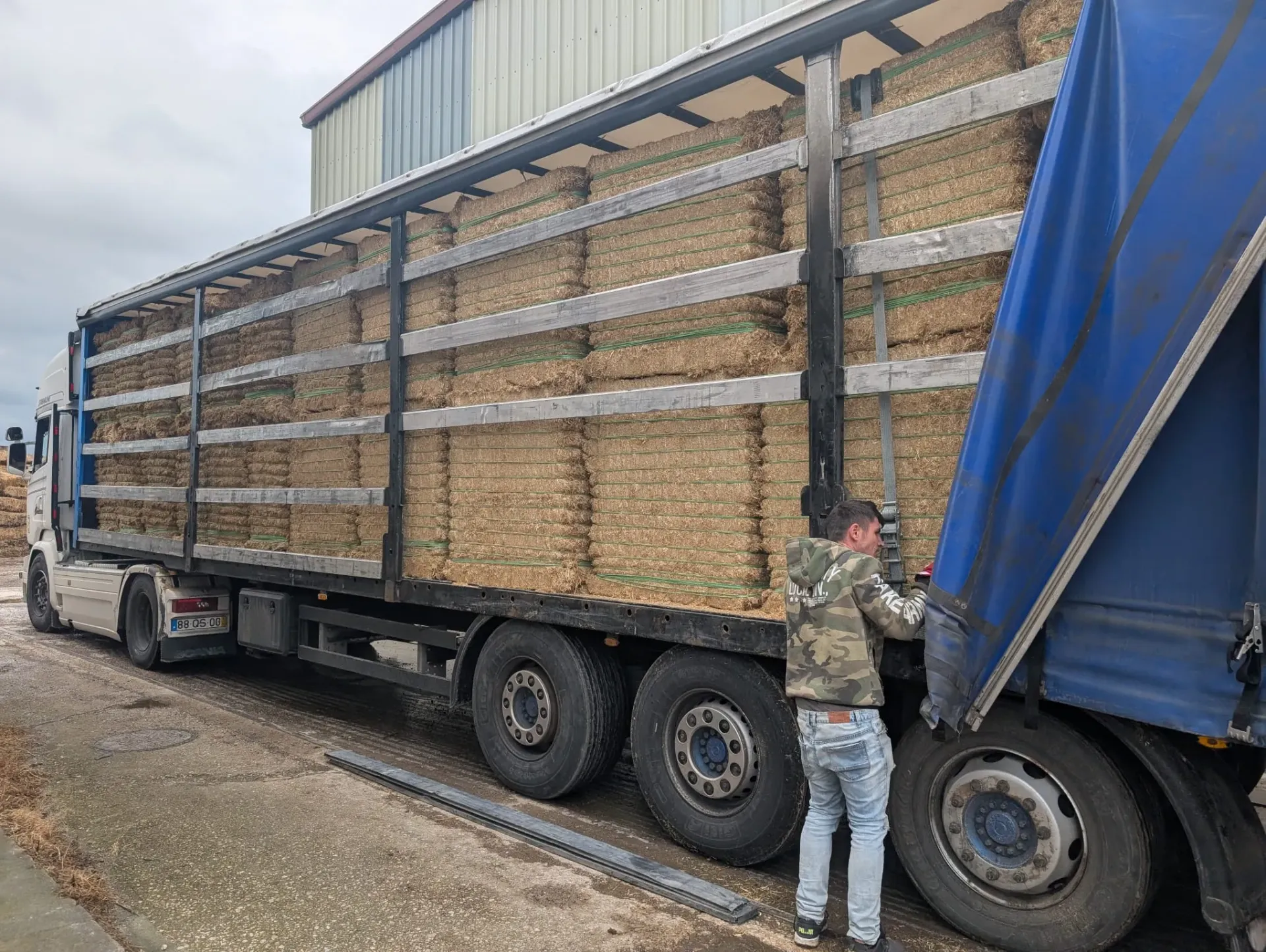 Spaans gehamerd tarwestro