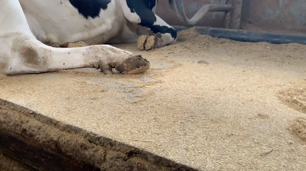 Gemalen stro + kalk bigbag