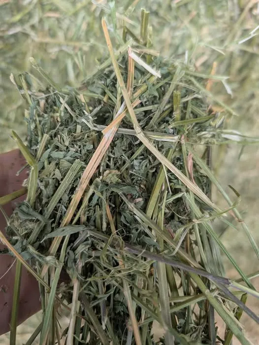 Luzerne hooi (Melkvee)