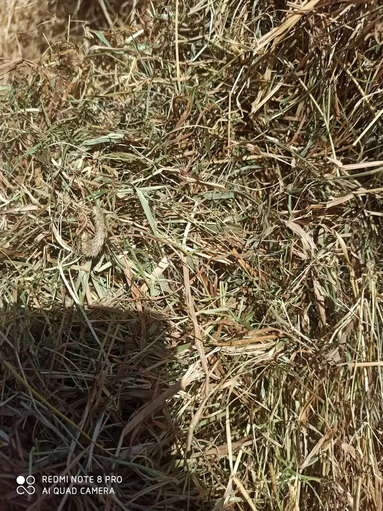 Frans weide hooi 63 (Melkvee)