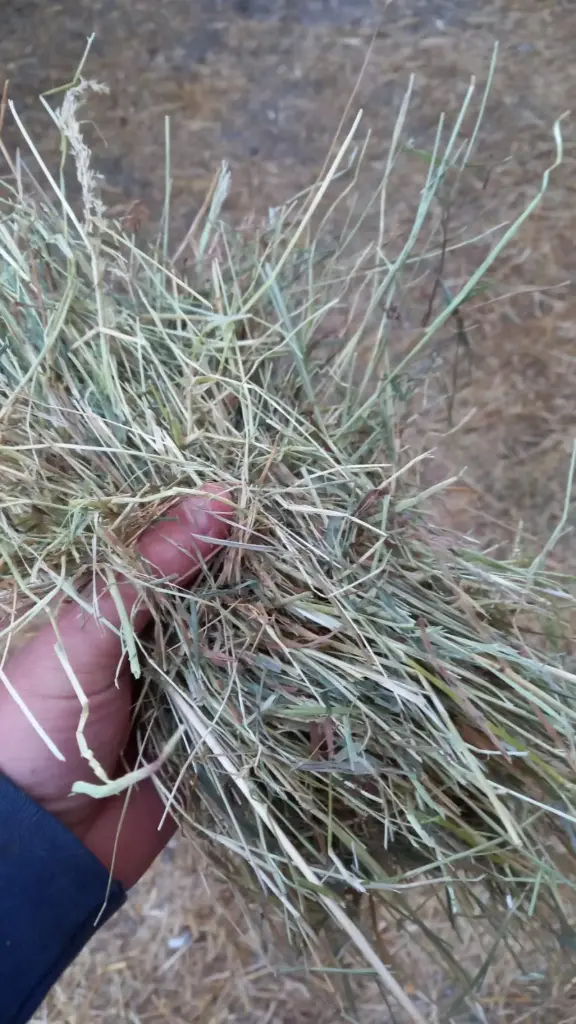 Frans weidehooi partij 57 (Melkvee)